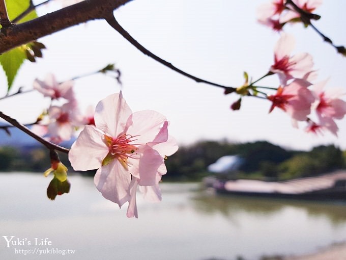 賞櫻景點【三峽台北大學吉野櫻湖景步道】平地賞櫻秘境 - yuki.tw