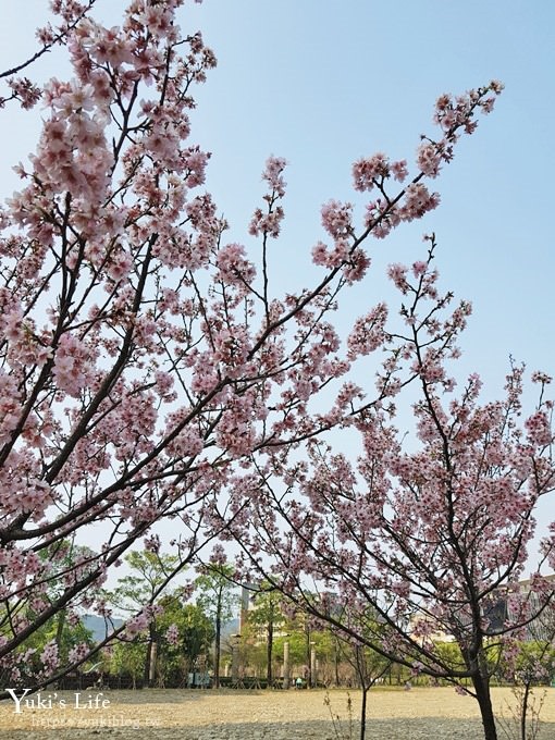 賞櫻景點【三峽台北大學吉野櫻湖景步道】平地賞櫻秘境 - yuki.tw