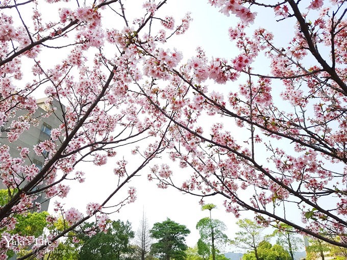 賞櫻景點【三峽台北大學吉野櫻湖景步道】平地賞櫻秘境 - yuki.tw