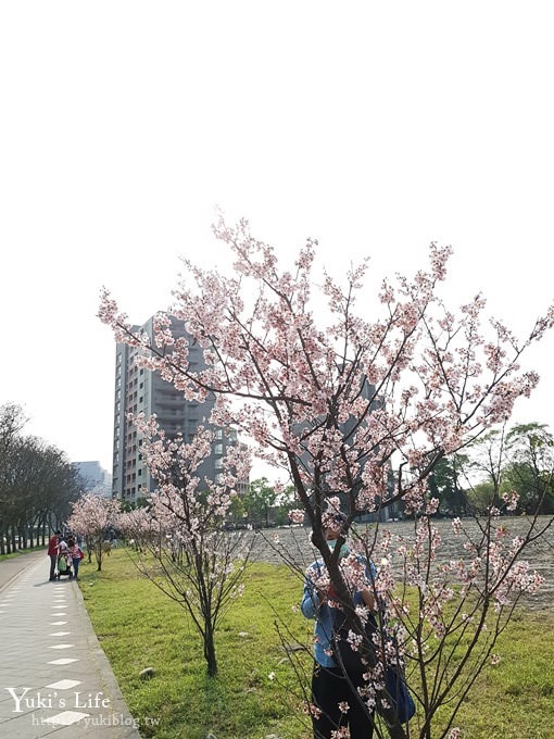 賞櫻景點【三峽台北大學吉野櫻湖景步道】平地賞櫻秘境 - yuki.tw