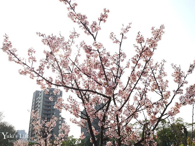 賞櫻景點【三峽台北大學吉野櫻湖景步道】平地賞櫻秘境 - yuki.tw