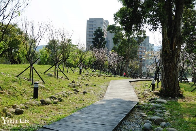 賞櫻景點【三峽台北大學吉野櫻湖景步道】平地賞櫻秘境 - yuki.tw