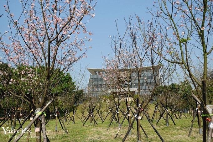 賞櫻景點【三峽台北大學吉野櫻湖景步道】平地賞櫻秘境 - yuki.tw