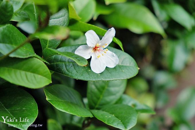 苗栗親子景點【苗栗西湖渡假村】森林冒險遊樂園暢玩一整天×賞油桐花賞螢火蟲景點 - yuki.tw