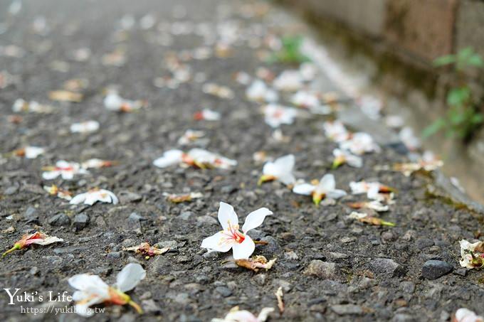 苗栗親子景點【苗栗西湖渡假村】森林冒險遊樂園暢玩一整天×賞油桐花賞螢火蟲景點 - yuki.tw