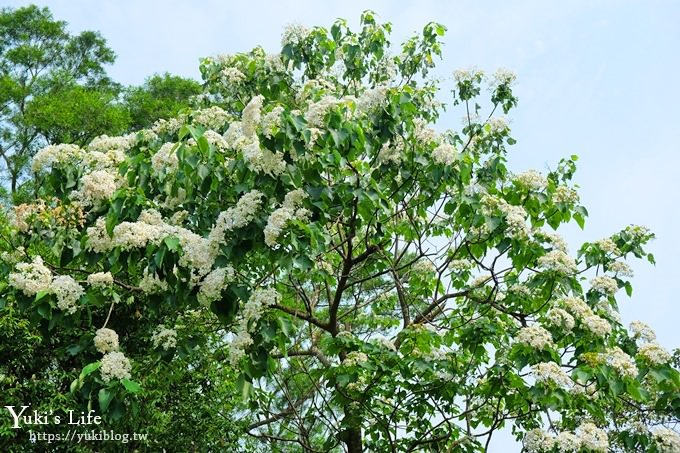 苗栗景點【九華山天空步道】銅鑼油桐花景點×親子旅遊一日遊行程規劃 - yuki.tw