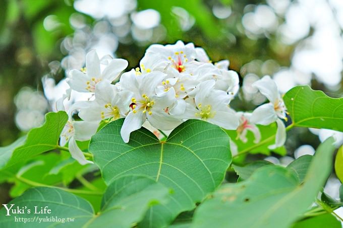 苗栗景點【九華山天空步道】銅鑼油桐花景點×親子旅遊一日遊行程規劃 - yuki.tw