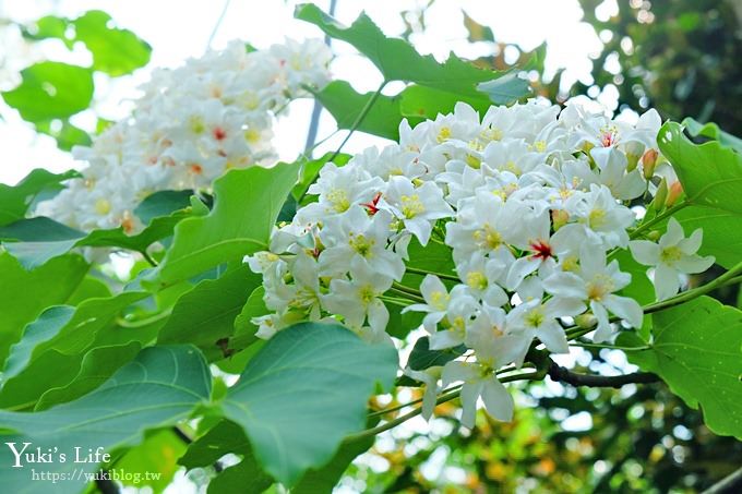 苗栗景點【九華山天空步道】銅鑼油桐花景點×親子旅遊一日遊行程規劃 - yuki.tw