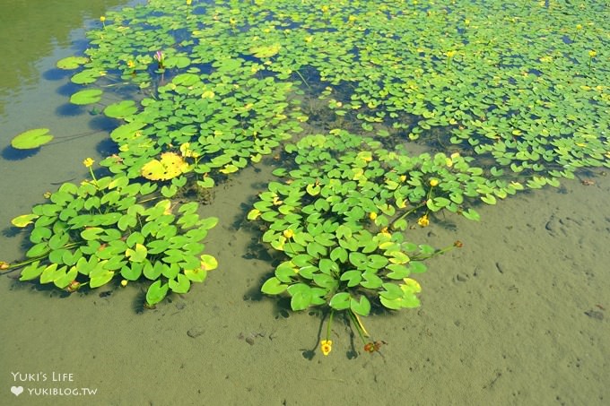 苗栗景點【雲水度假森林】南庄親子景點 落羽松秘境×野餐拍照泡湯好去處！ - yuki.tw