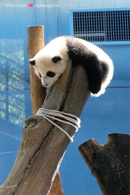 台北遊記【木柵動物園貓纜一日遊】圓仔+動物園內站免排隊攻略+Hello Kitty貓空纜車+貓空美食 - yuki.tw