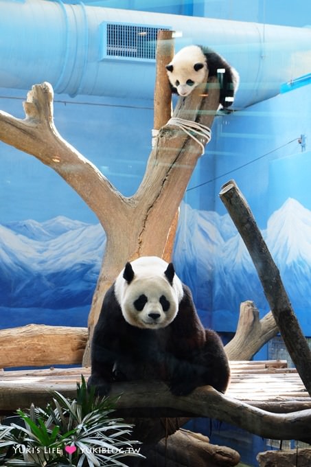 台北遊記【木柵動物園貓纜一日遊】圓仔+動物園內站免排隊攻略+Hello Kitty貓空纜車+貓空美食 - yuki.tw