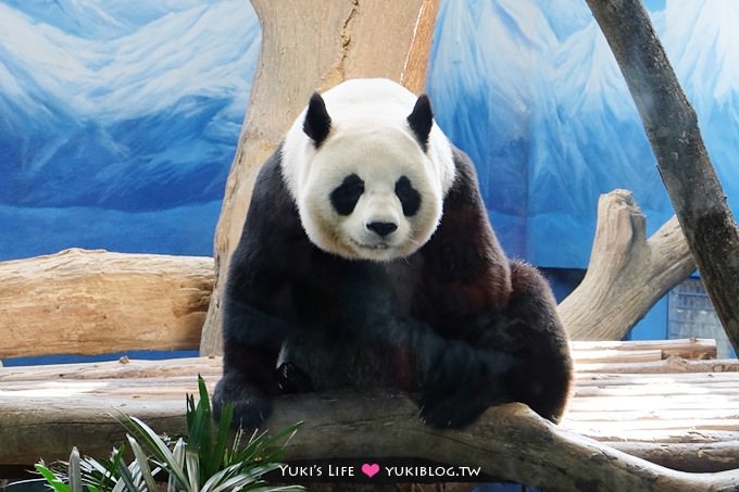 台北親子景點【木柵動物園】熱帶雨林室內館水豚君亮相！動物園室內遊玩攻略 - yuki.tw