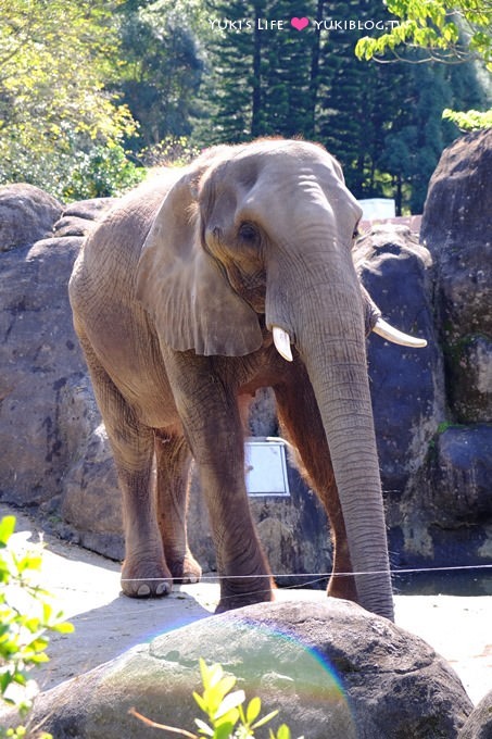 台北遊記【木柵動物園貓纜一日遊】圓仔+動物園內站免排隊攻略+Hello Kitty貓空纜車+貓空美食 - yuki.tw