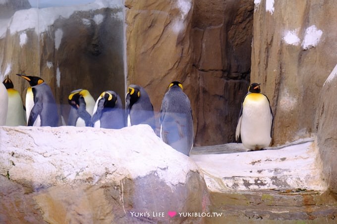 台北【木柵動物園貓纜一日遊】動物園南站免排隊攻略+小精靈貓空水晶纜車+貓空美食 - yuki.tw