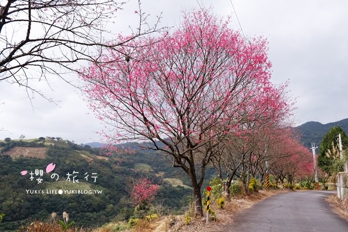 宜蘭秘境賞櫻景點【玉蘭茶園】茶園裡賞櫻花.野餐露營都方便 - yuki.tw