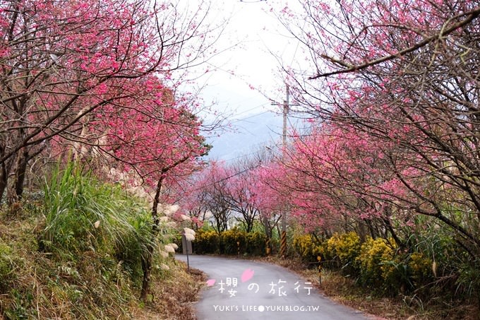 宜蘭秘境賞櫻景點【玉蘭茶園】茶園裡賞櫻花.野餐露營都方便 - yuki.tw