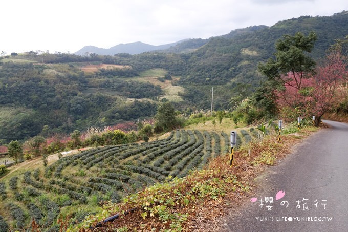 宜蘭秘境賞櫻景點【玉蘭茶園】茶園裡賞櫻花.野餐露營都方便 - yuki.tw