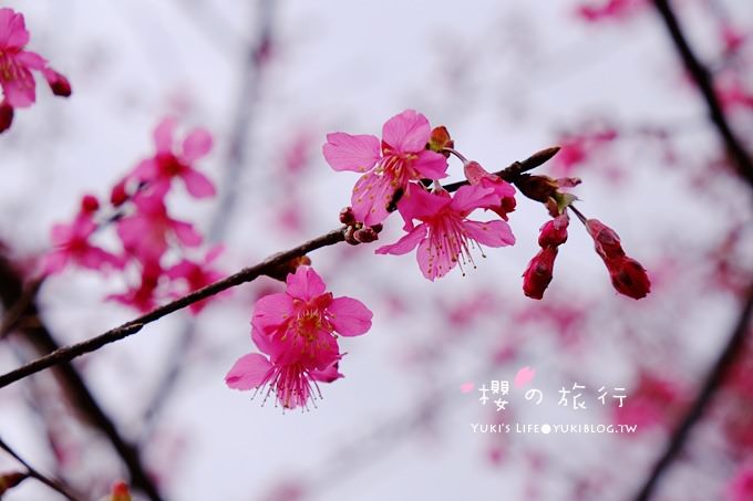 宜蘭秘境賞櫻景點【玉蘭茶園】茶園裡賞櫻花.野餐露營都方便 - yuki.tw