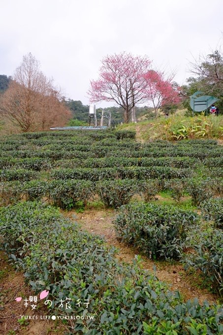 宜蘭秘境賞櫻景點【玉蘭茶園】茶園裡賞櫻花.野餐露營都方便 - yuki.tw