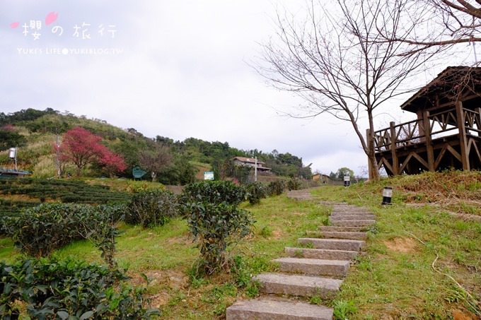 宜蘭秘境賞櫻景點【玉蘭茶園】茶園裡賞櫻花.野餐露營都方便 - yuki.tw