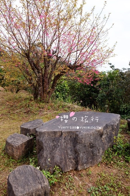 宜蘭秘境賞櫻景點【玉蘭茶園】茶園裡賞櫻花.野餐露營都方便 - yuki.tw