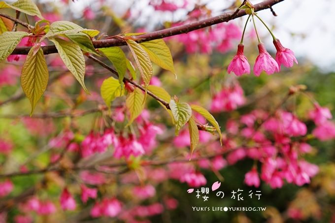 宜蘭秘境賞櫻景點【玉蘭茶園】茶園裡賞櫻花.野餐露營都方便 - yuki.tw