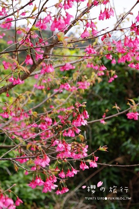 宜蘭秘境賞櫻景點【玉蘭茶園】茶園裡賞櫻花.野餐露營都方便 - yuki.tw