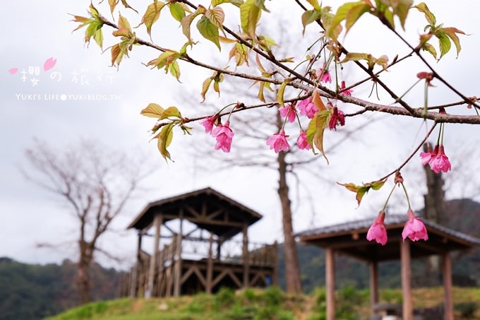 宜蘭秘境賞櫻景點【玉蘭茶園】茶園裡賞櫻花.野餐露營都方便 - yuki.tw