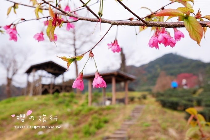 宜蘭秘境賞櫻景點【玉蘭茶園】茶園裡賞櫻花.野餐露營都方便 - yuki.tw