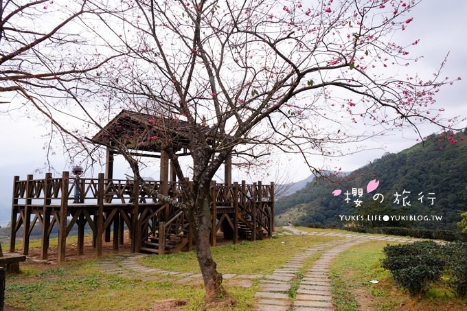 宜蘭秘境賞櫻景點【玉蘭茶園】茶園裡賞櫻花.野餐露營都方便 - yuki.tw