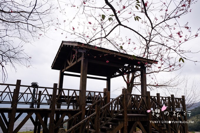 宜蘭秘境賞櫻景點【玉蘭茶園】茶園裡賞櫻花.野餐露營都方便 - yuki.tw