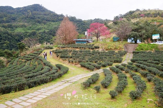 宜蘭秘境賞櫻景點【玉蘭茶園】茶園裡賞櫻花.野餐露營都方便 - yuki.tw