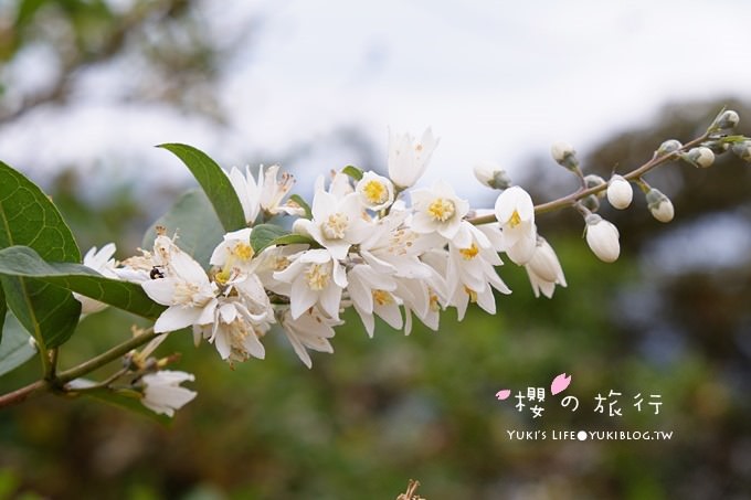 宜蘭秘境賞櫻景點【玉蘭茶園】茶園裡賞櫻花.野餐露營都方便 - yuki.tw