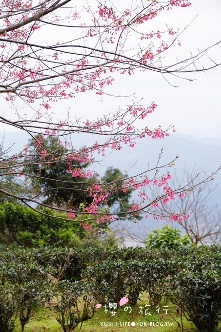 宜蘭秘境賞櫻景點【玉蘭茶園】茶園裡賞櫻花.野餐露營都方便 - yuki.tw