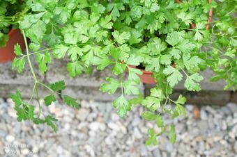 免門票親子景點【台北花卉村】胖胖熊氣墊樂園好FUN電×花草盆栽×馬賽克DIY×家人聚餐好去處(彭師傅料理) - yuki.tw