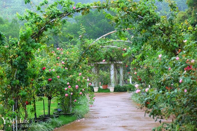 雲林古坑景點【NICE蘿莎玫瑰山莊】免費超美玫瑰花園、拍照約會景點、香氛洗沐產品送禮好物！ - yuki.tw