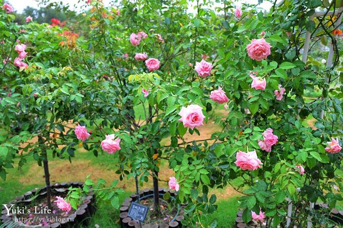 雲林古坑景點【NICE蘿莎玫瑰山莊】免費超美玫瑰花園、拍照約會景點、香氛洗沐產品送禮好物！ - yuki.tw