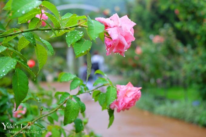 雲林古坑景點【NICE蘿莎玫瑰山莊】免費超美玫瑰花園、拍照約會景點、香氛洗沐產品送禮好物！ - yuki.tw