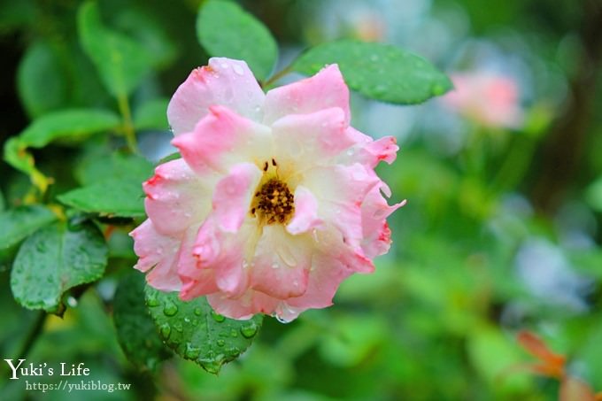 雲林古坑景點【NICE蘿莎玫瑰山莊】免費超美玫瑰花園、拍照約會景點、香氛洗沐產品送禮好物！ - yuki.tw