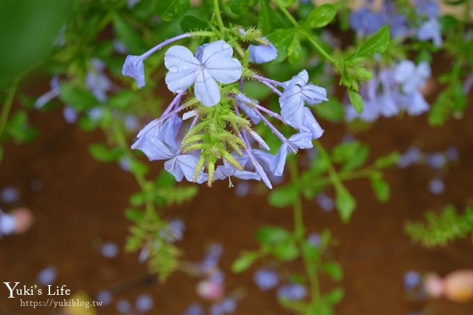 雲林古坑景點【NICE蘿莎玫瑰山莊】免費超美玫瑰花園、拍照約會景點、香氛洗沐產品送禮好物！ - yuki.tw