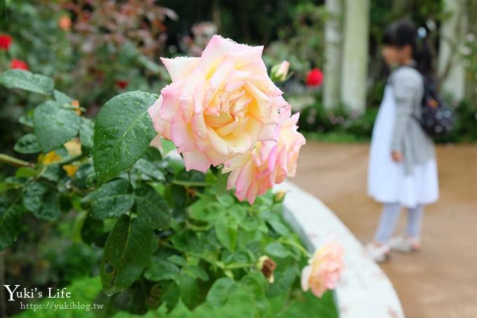 雲林古坑景點【NICE蘿莎玫瑰山莊】免費超美玫瑰花園、拍照約會景點、香氛洗沐產品送禮好物！ - yuki.tw