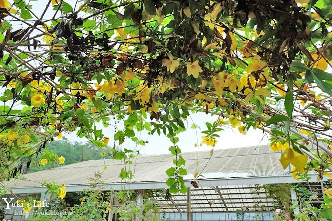 雲林古坑景點【NICE蘿莎玫瑰山莊】免費超美玫瑰花園、拍照約會景點、香氛洗沐產品送禮好物！ - yuki.tw