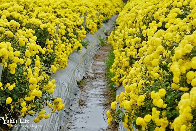 2018苗栗銅鑼杭菊節【菊祥如芋】九條路線×趴趴造賞花趣！ - yuki.tw