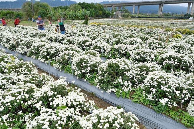 2018苗栗銅鑼杭菊節【菊祥如芋】九條路線×趴趴造賞花趣！ - yuki.tw