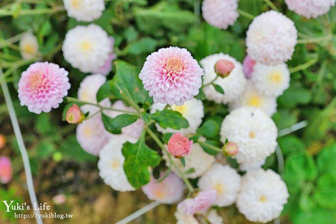 2018苗栗銅鑼杭菊節【菊祥如芋】九條路線×趴趴造賞花趣！ - yuki.tw