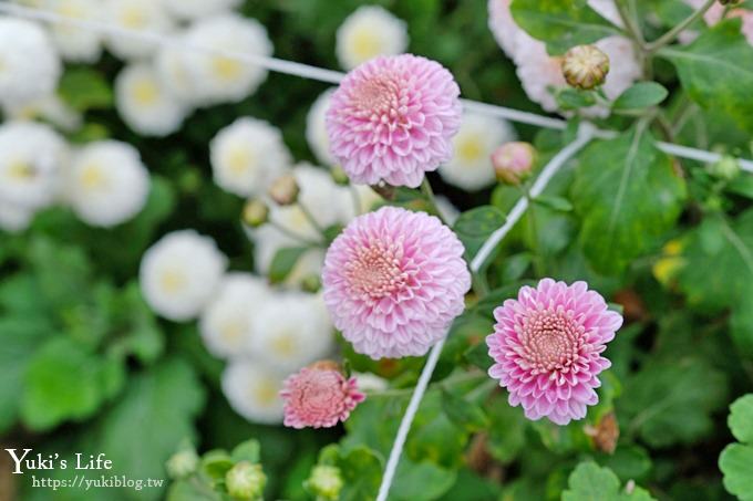 2018苗栗銅鑼杭菊節【菊祥如芋】九條路線×趴趴造賞花趣！ - yuki.tw