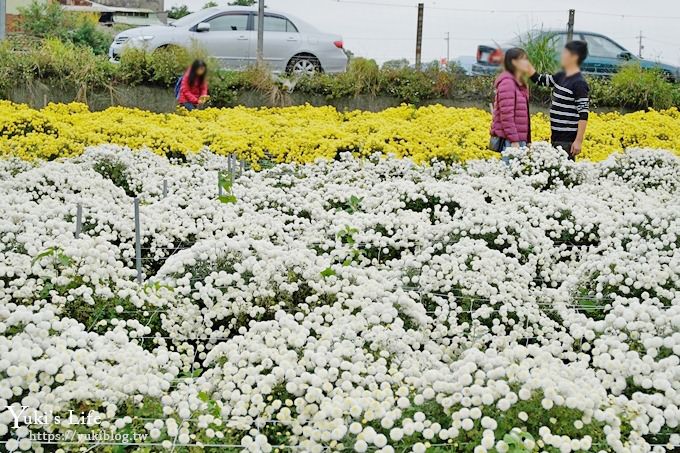 2018苗栗銅鑼杭菊節【菊祥如芋】九條路線×趴趴造賞花趣！ - yuki.tw