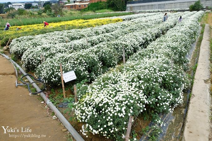 2018苗栗銅鑼杭菊節【菊祥如芋】九條路線×趴趴造賞花趣！ - yuki.tw