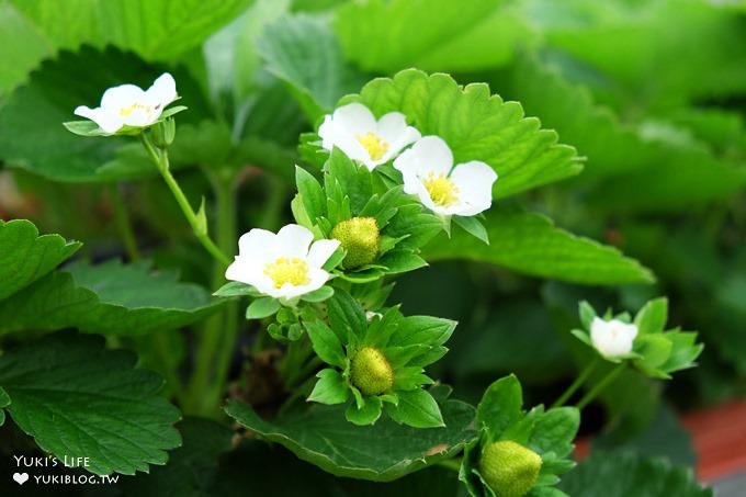 台北親子景點【內湖草莓園49號】草莓果醬雞蛋仔DIY×免淋雨採草莓～假日約會好去處！ - yuki.tw