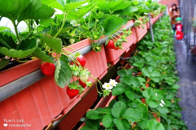 台北親子景點【內湖草莓園49號】草莓果醬雞蛋仔DIY×免淋雨採草莓～假日約會好去處！ - yuki.tw